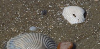 Creare con le conchiglie 1558 0 Creare con le conchiglie